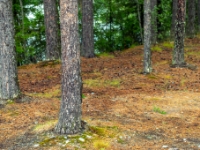 Ål